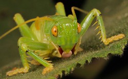 Bí ẩn loài dế biết nhả tơ như nhện: Hành vi kỳ lạ làm khoa học phải kinh ngạc