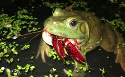 Cơn sốt 300.000 tấn ếch trâu tại Trung Quốc và ba loại "chi phí ngầm" đang khiến giới chuyên gia đau đầu