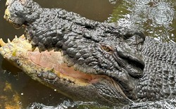 Bí ẩn cái chết của "Vua cá sấu" Cassius: Quả bom nổ chậm từ 40 năm trước