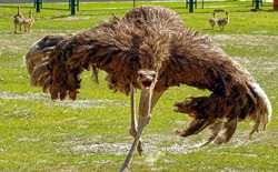 Đà điểu mất khả năng bay hay tổ tiên của chúng chưa từng biết bay?