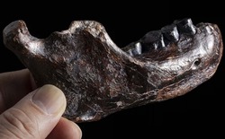 Bí ẩn 15 năm được giải mã chỉ sau một đêm? Cú đột phá từ cao răng giải mã bí ẩn 146.000 năm!