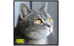 Samsung sắp ra mắt điện thoại gập màn hình vuông 1:1 để đối đầu iPhone Fold?