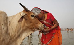 Ấn Độ nuôi hơn 500 triệu con bò nhưng không ăn thịt, mà biến chất thải của chúng thành mỏ vàng tỷ đô