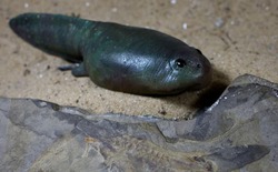 Nuôi nòng nọc 5 tháng vẫn không chịu "lột xác" thành ếch: Hiện tượng đột biến hay sai lầm ngớ ngẩn của người nuôi?