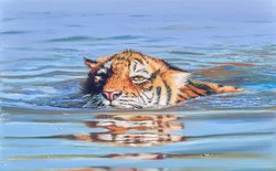 Toàn cầu chỉ còn hơn 5.000 cá thể hổ hoang dã, nhưng chúng lại là "CEO rừng xanh" nắm giữ mạch nước và sự sống còn của con người!