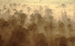 Rừng châu Phi chính thức đảo ngược: Từ lá phổi xanh thành nguồn phát thải carbon