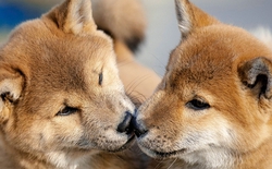 Nhân bản thú cưng cũng thú vị, nhưng đằng sau đó là những rủi ro mà giới khoa học cảnh báo