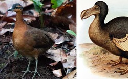 Phát hiện loài chim mới tại Amazon có tập tính "ngây thơ" giống hệt loài Dodo đã tuyệt chủng