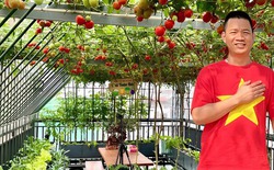 Gửi rau thay lời cảm ơn: Ông bố Hà Nội biến sân thượng thành vườn, tặng nông sản cho người ủng hộ thiện nguyện