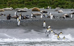 Tham vọng điên rồ đưa 69 chú chim cánh cụt đến Bắc Cực: Bi kịch diệt vong và bài học đắt giá về sự tôn trọng tự nhiên