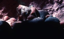 Loài động vật có vú gần như máu lạnh duy nhất còn sống khiến giới khoa học bối rối vì quá khác thường