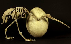 Ví dụ cực đoan nhất về sinh sản trong thế giới động vật: Trọng lượng của trứng bằng 1/4 trọng lượng của chim trưởng thành!