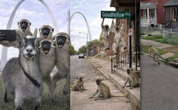 Khỉ sổng chuồng giữa lòng St. Louis và rắc rối mới từ trí tuệ nhân tạo khiến giới chức lao đao