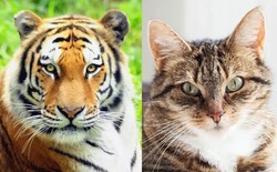 Tại sao mèo nhà sở hữu đôi tai nhọn thính nhạy trong khi chúa sơn lâm lại mang đôi tai tròn vo?