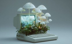 Kỷ nguyên máy tính sinh học: Khi nấm hương trong bếp trở thành linh kiện điện tử thay thế chip silicon đắt đỏ