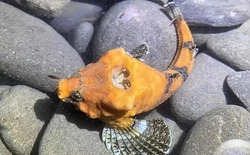 Bí ẩn thế kỷ về chiếc lỗ trên đầu loài cá đầu đá được giải mã