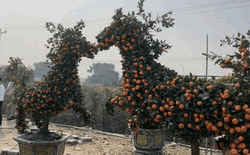 "Con mã" oách nhất Tết 2026: Cảnh tượng khiến 2 triệu người không tin, may mà có camera ghi lại