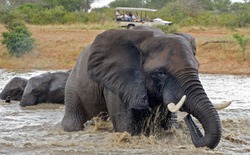 Bí ẩn về khả năng bơi lội của loài voi và câu chuyện về chú voi Rajan nổi tiếng tại quần đảo Andaman