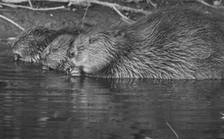 Loài vật quý hiếm bậc nhất hành tinh, tuyệt chủng 400 năm bất ngờ "tái xuất"