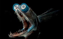 Cá mắt kính: Sinh vật biển sâu có đôi mắt như ống nhòm khiến mạng xã hội tưởng được tạo ra bởi AI