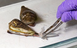 Ốc nón: Sinh vật có thể phóng nọc độc nhanh hơn rắn độc và chỉ 0,1 miligam cũng đủ hạ gục người trưởng thành