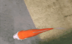 Cá vàng mất gần hết đầu vẫn sống hai tuần, hé lộ cơ chế sinh tồn đáng kinh ngạc của động vật nước ngọt