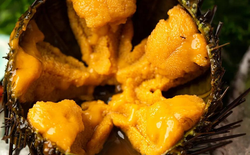 Sinh vật duy nhất trên Trái đất "nhìn bằng chân": Hóa ra là "nhân sâm của biển"