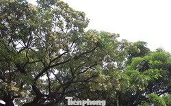 Hà Nội yêu cầu cắt tỉa ngay hoa sữa vì mùi quá nồng