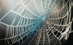 Vừa giải mã thành công bí mật siêu phàm "bền hơn áo chống đạn" của tơ nhện: Dậy sóng ngành hàng không