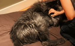 Sự thật ngã ngửa: Tại sao chó đạp chân điên cuồng khi được gãi bụng?