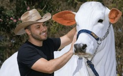 Đây là con bò đắt nhất thế giới với trọng lượng hơn 1 tấn và có giá hơn 4 triệu USD