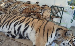 Thảm kịch 72 con hổ tử vong chỉ trong 10 ngày tại Thái Lan: Hung thủ đến từ căn bệnh thường gặp ở chó