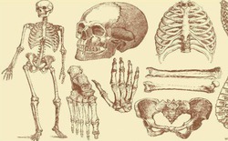 Con người sở hữu 206 khúc xương, nhưng người Trung Quốc lại chỉ có 204 khúc? Hai khúc xương bị thiếu đã đi đâu?