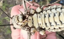 Phát hiện loài côn trùng lạ được ví như bình dầu sống khiến dân mạng tranh cãi nảy lửa!