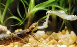 Ấu trùng chuồn chuồn ăn 3.000 con muỗi mỗi năm nhưng lại trở thành món ăn khoái khẩu của con người