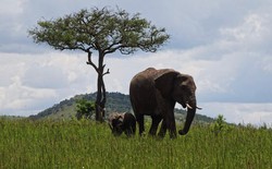 Đây là ảnh chụp từ vivo X300 Ultra với camera 200MP và chip Snapdragon 8 Elite Gen 5