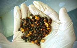 Có thể bạn chưa biết: Loại “đá” kỳ lạ trong bụng bò này hiện đang đắt hơn cả vàng!