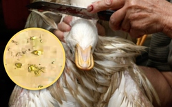 Mổ vịt phát hiện vàng thật trong dạ dày: Câu chuyện lạ ở Trung Quốc gây bão mạng xã hội