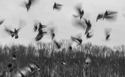 Ngôi làng bị nguyền rủa: Cứ mùa thu đến là chim kéo về tự sát hàng loạt