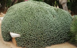 Chất cay mạnh nhất thế giới không đến từ ớt mà từ một loài cây đầy nhựa, với mức độ cay có thể gây sốc vượt xa mọi giới hạn của con người