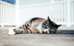 Vì sao mèo nhà bạn thường ngủ nghiêng bên trái: Bí mật khoa học thú vị phía sau thói quen quen thuộc