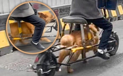 Người đàn ông Trung Quốc biến thú cưng thành “động cơ sống”, cảnh tượng trên đường khiến mạng xã hội phẫn nộ
