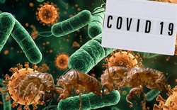 Biến thể COVID “Ve sầu” lây lan tại Mỹ, nguy cơ gây làn sóng dịch mới