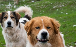 Phát hiện DNA chó cổ nhất lịch sử: Hé lộ mối quan hệ 16.000 năm giữa con người và loài chó