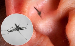 Vì sao muỗi luôn vo ve bên tai con người dù điều đó khiến chúng dễ bị phát hiện và tiêu diệt