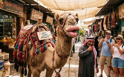 20 con lạc đà bị loại khỏi cuộc thi sắc đẹp tại Oman vì tiêm Botox và phẫu thuật thẩm mỹ