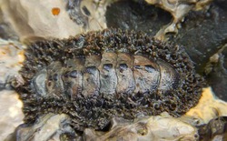 Phát hiện loài hóa thạch sống mang bộ giáp cổ đại 300 triệu năm tại các vùng triều ven biển Hàn Quốc