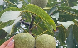 Loại quả thuộc top "tốt nhất thế giới", có ở Việt Nam, trồng một lần thu hoạch nhiều năm, tốt cho sức khoẻ