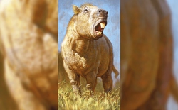 Bí ẩn loài gặm nhấm khổng lồ nhất lịch sử Trái Đất, mang khối lượng nửa tấn cùng lực cắn kinh hoàng