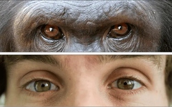 Tại sao con người có lòng trắng mắt rõ ràng trong khi phần lớn loài vượn lại có mắt tối màu?